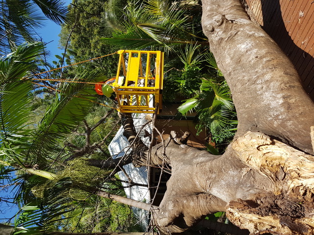 Tree removal townsville