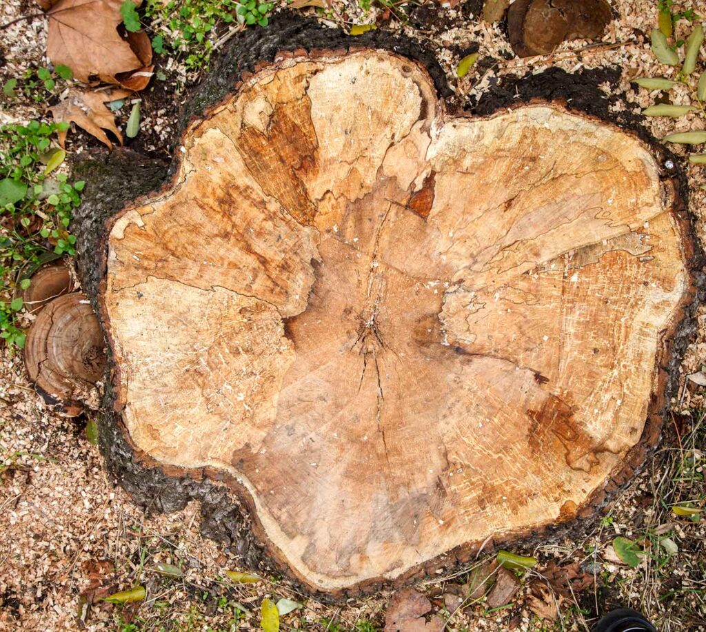 Stump Grinding Townsville